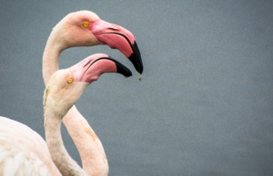 Jane Wynyard Flamingos Love